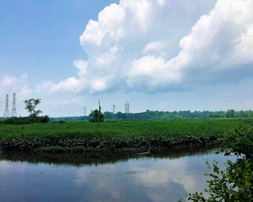 Viewpoint of restoerd Abbott Marshlands from Roebling Park